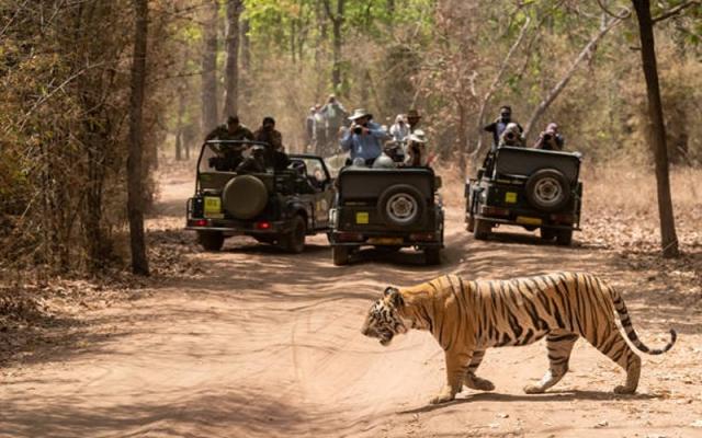 Which Ranthambore Safari Tour Suits You Best?